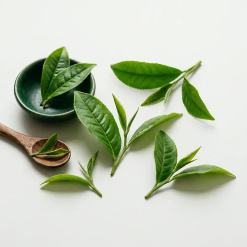 Gymnema Sylvestre